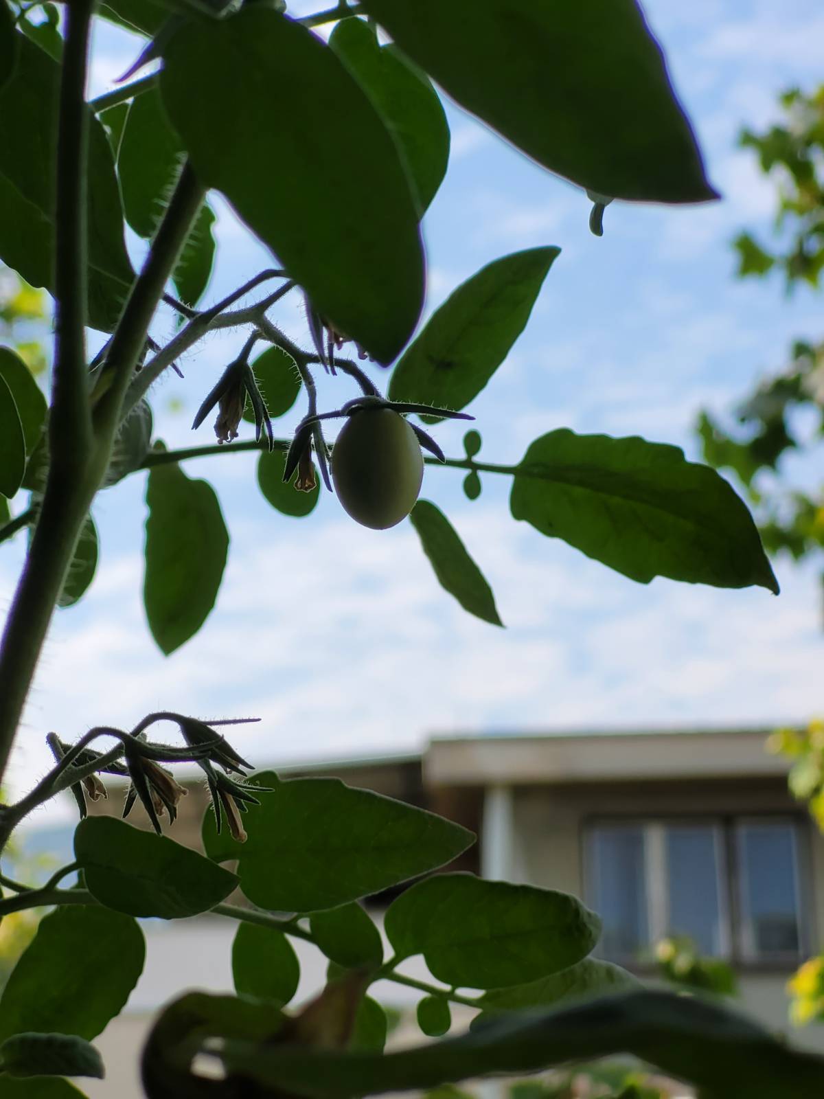 Tomato preview